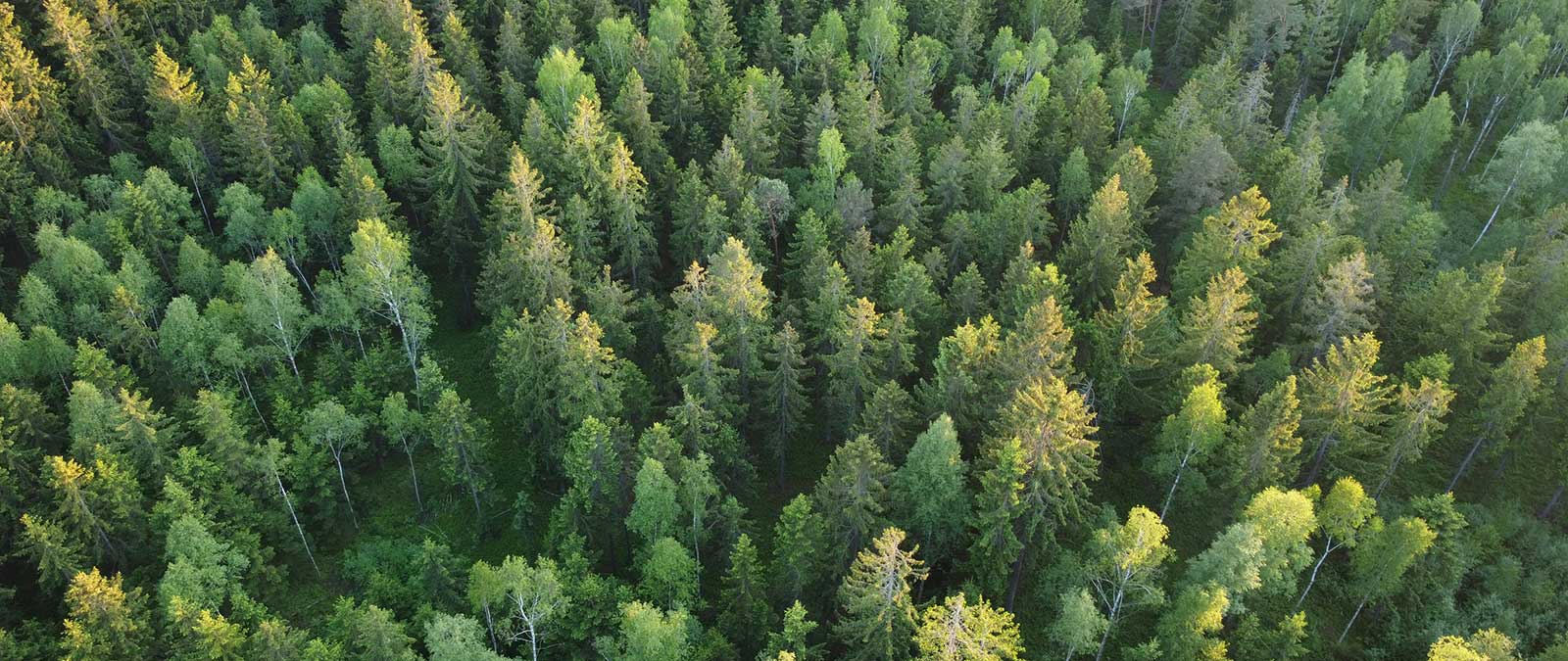 IULM University hosts L'Oréal for the Future Day 2025