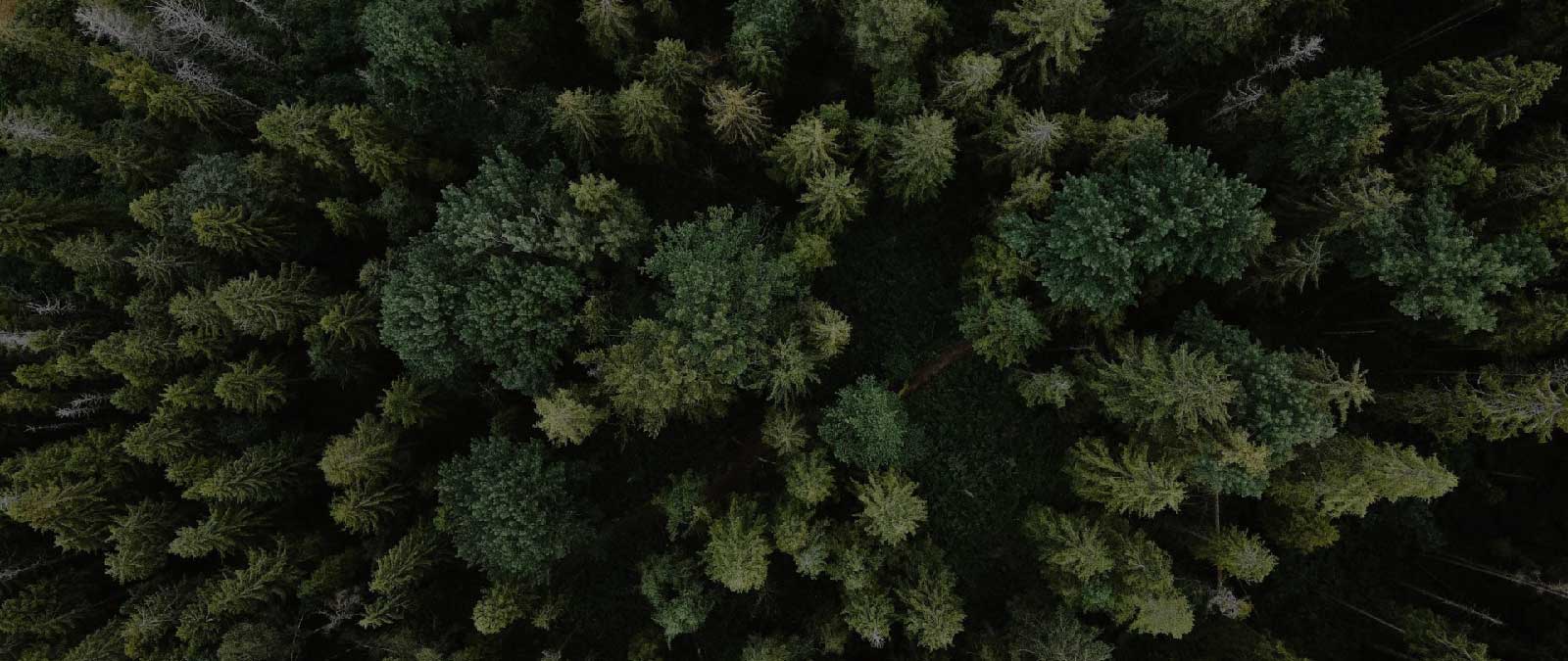 IULM Flow TALK 51: Beyond greenwashing: challenges and opportunities in communicating sustainability