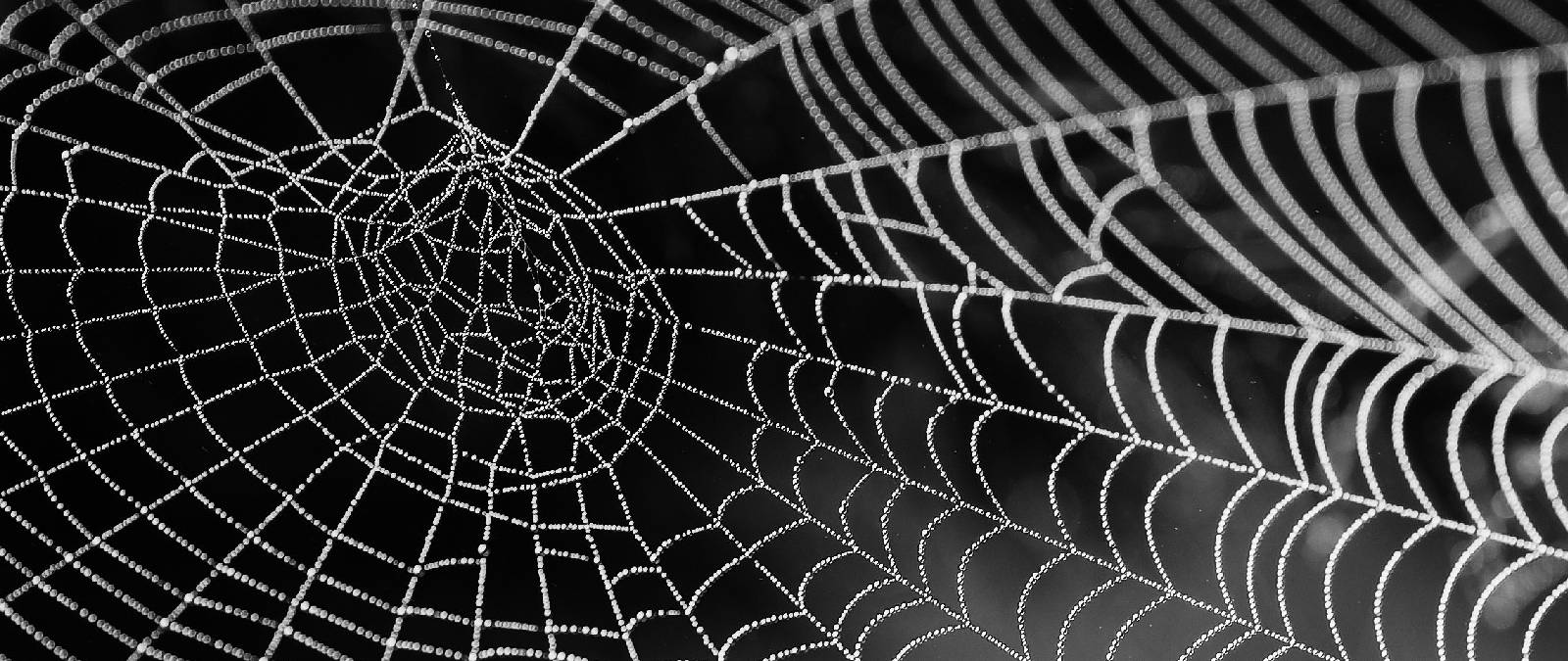 SpiderBrand: i nuovi superpoteri dei brand