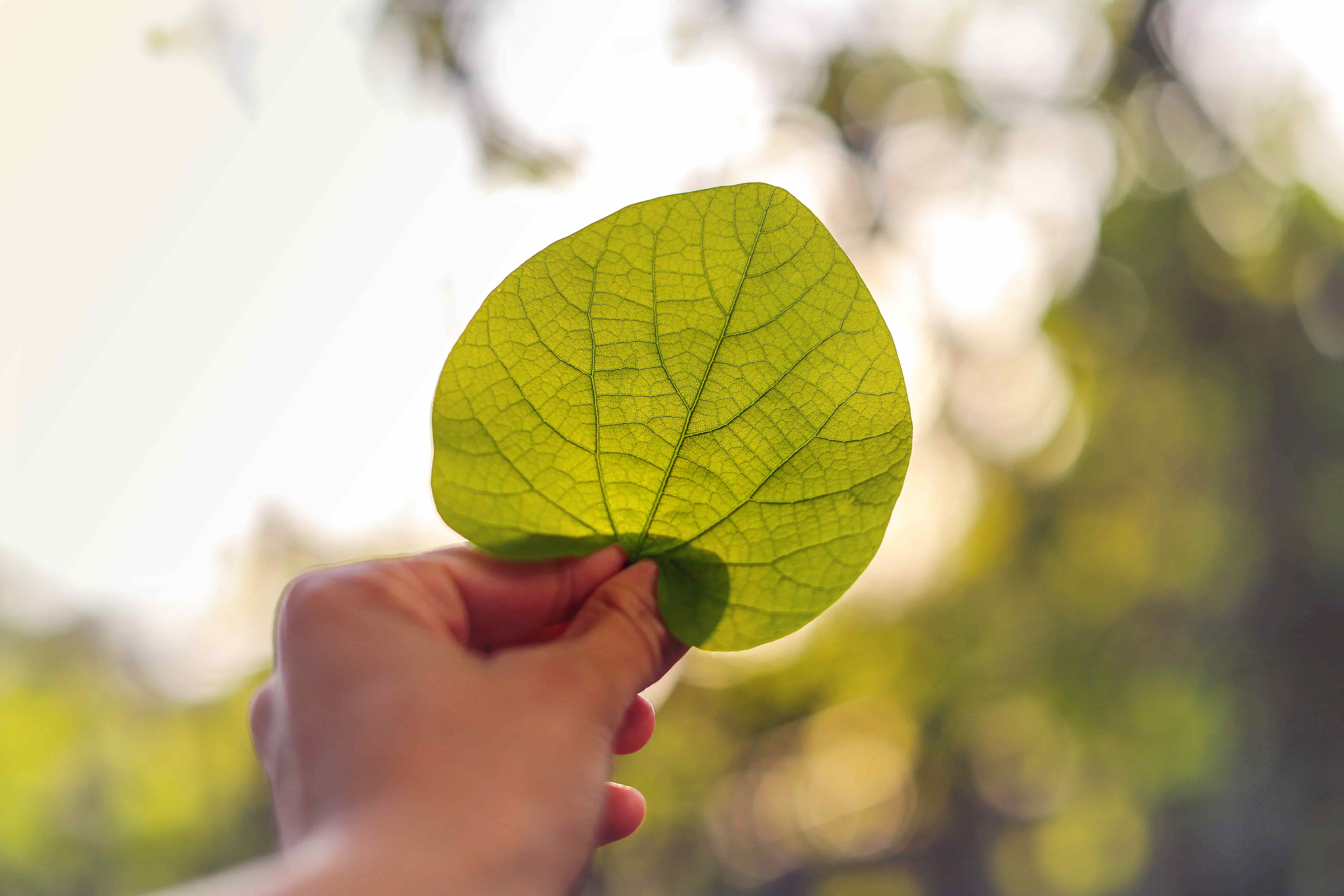 Un premio per le tesi a tema sostenibilità