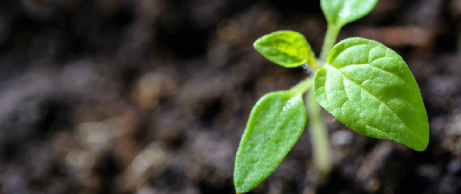 Sostenibilità alimentare per salvare il pianeta