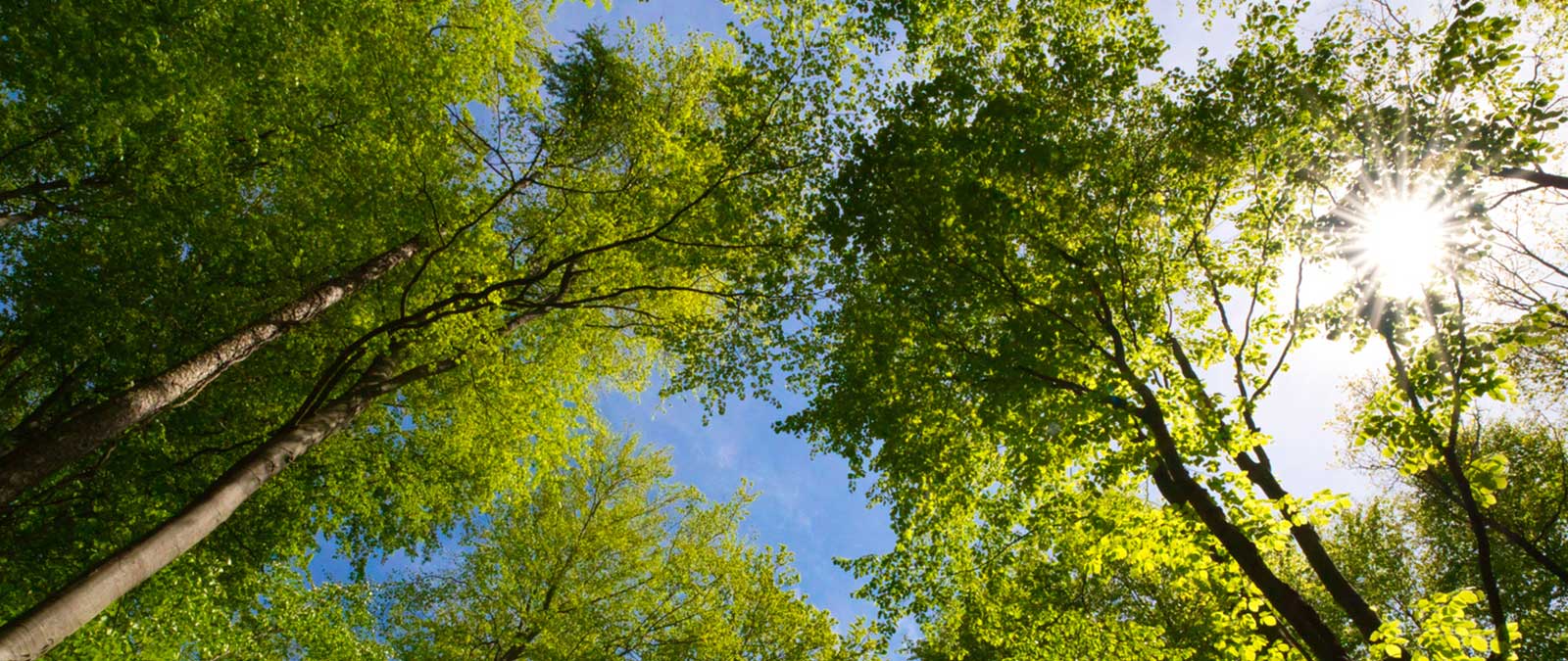 Cosa possiamo imparare dalle piante? Stefano Mancuso alla IULM per la Milano Green Week