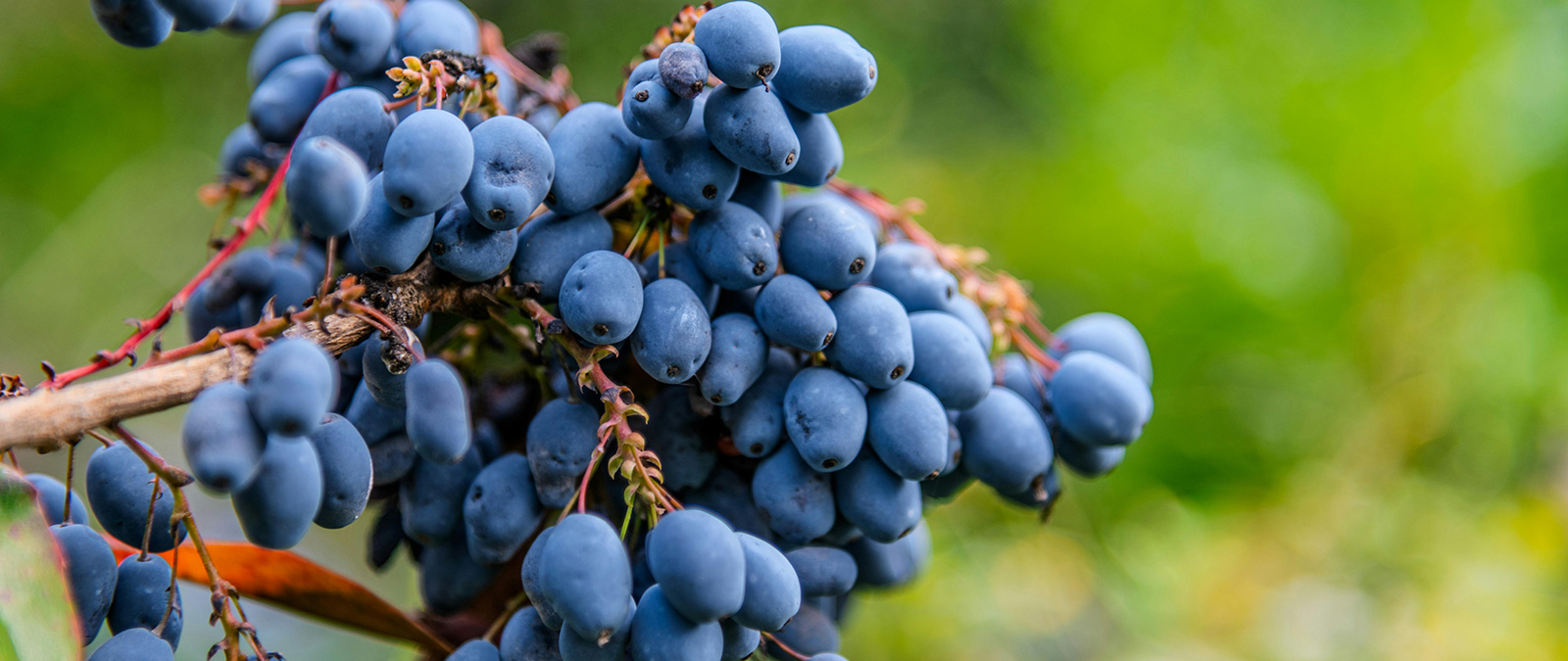 ONAV entra nel Master in Food and Wine Communication: la cultura dell'assaggio approda in IULM