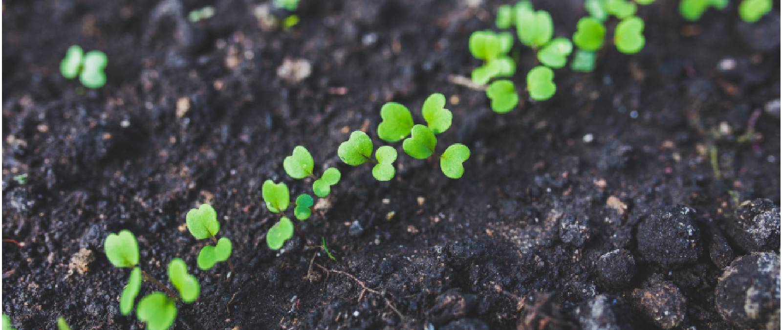 Nasce lo IULM Sustainability Committee