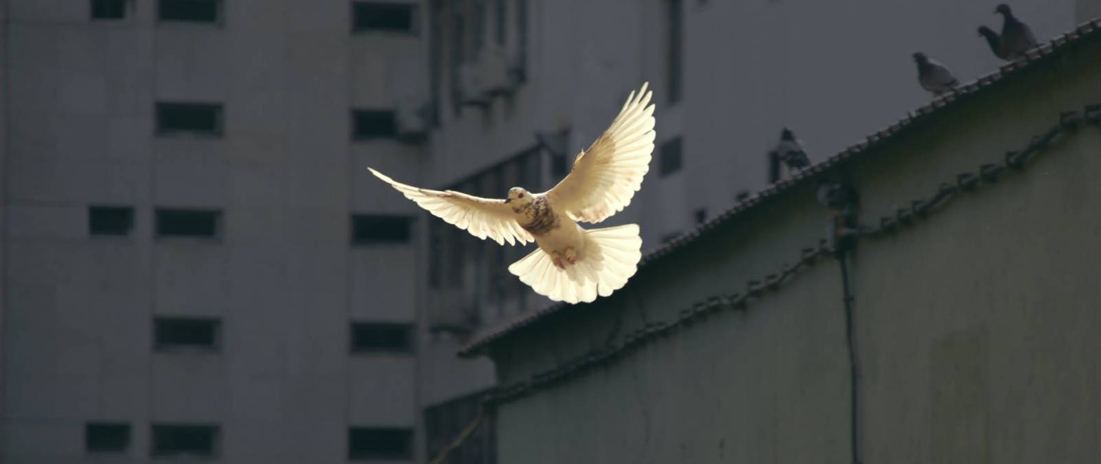 Trails of Peace between history, memory and communication