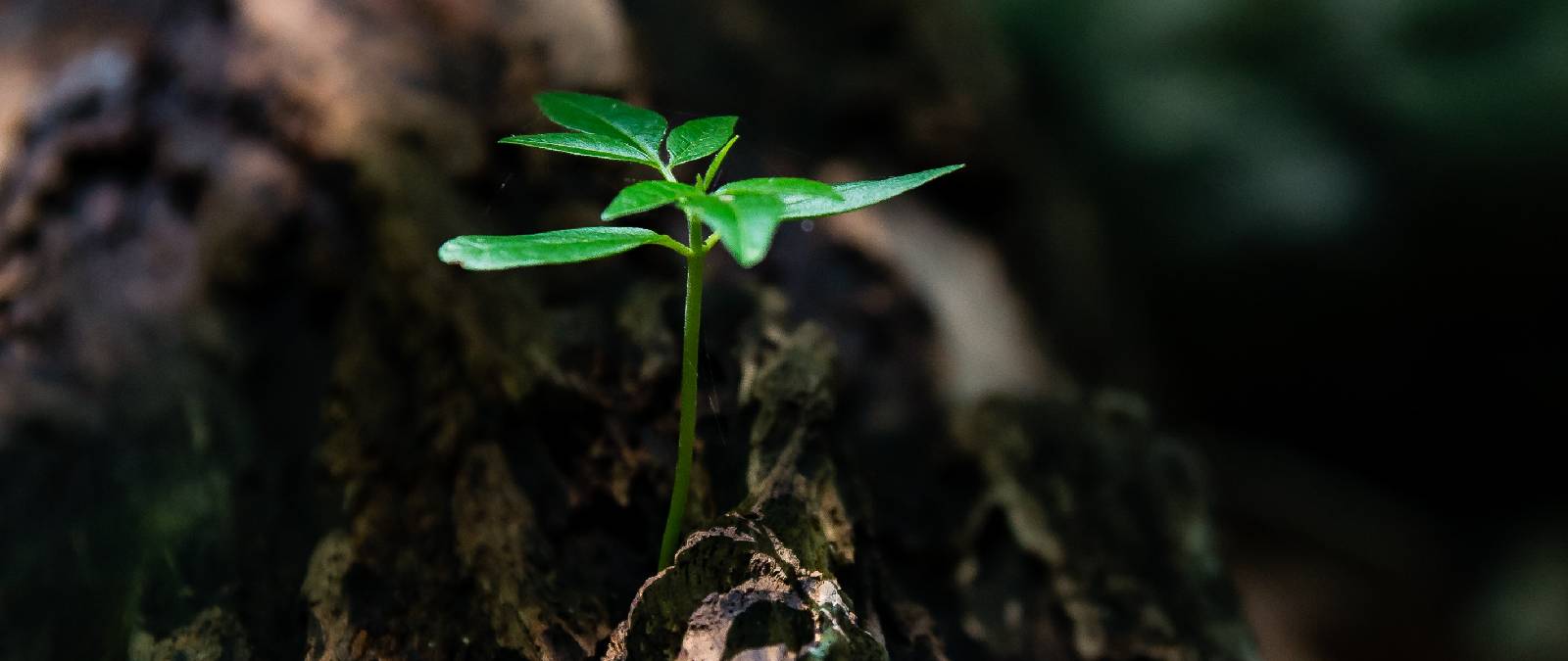 SustainIULM - Giornata della sostenibilità