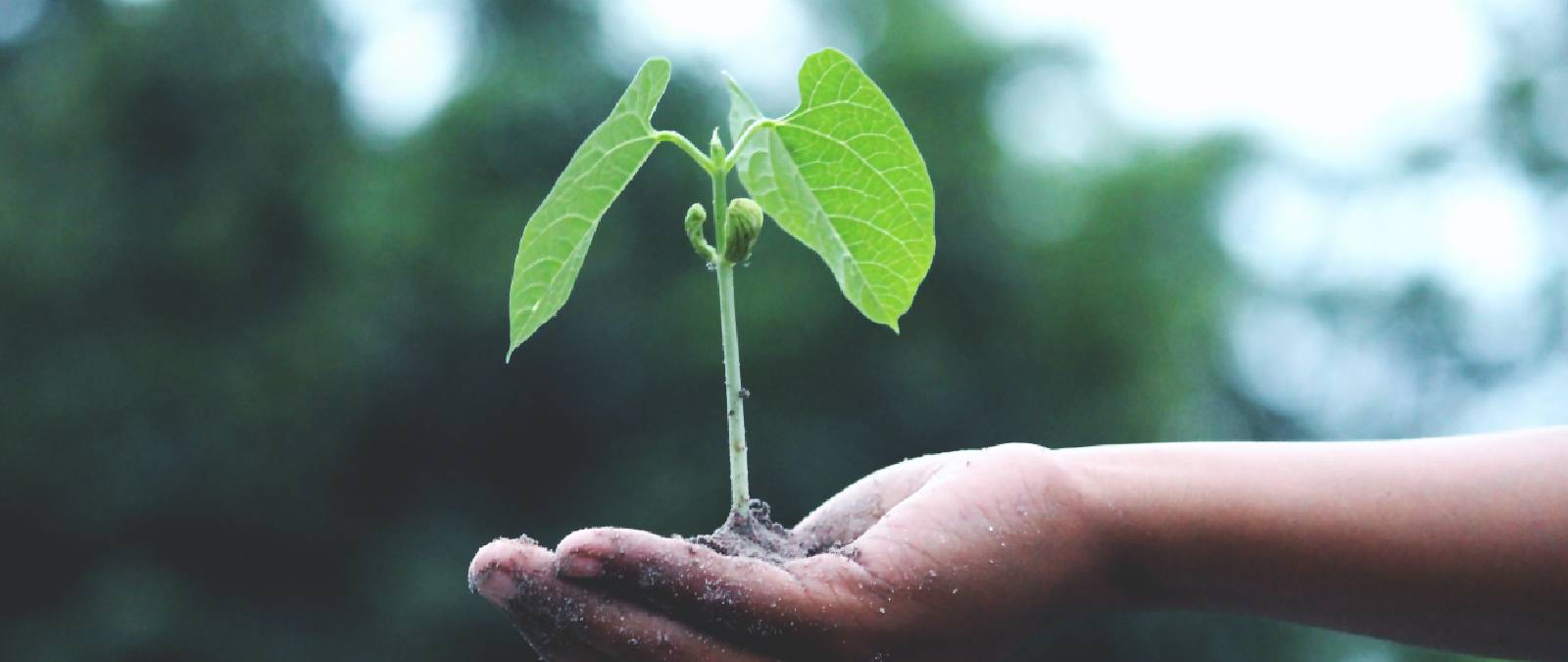 Sustainability, ethics and the future of the earth