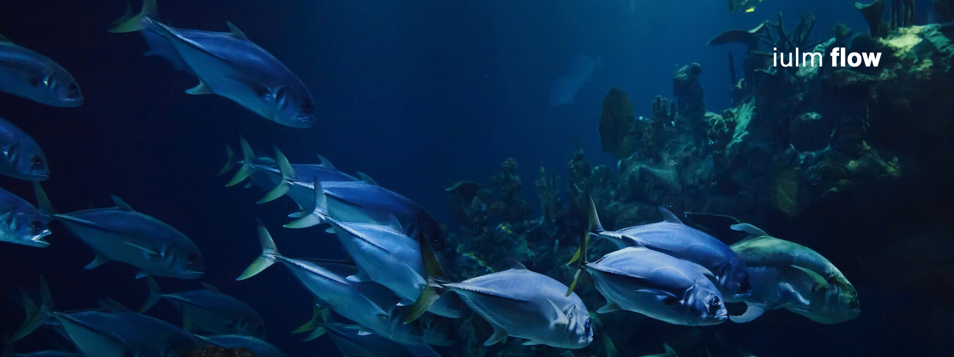 IULM Flow TALK 50: Sustainability and Communication: the experience of One Ocean Foundation