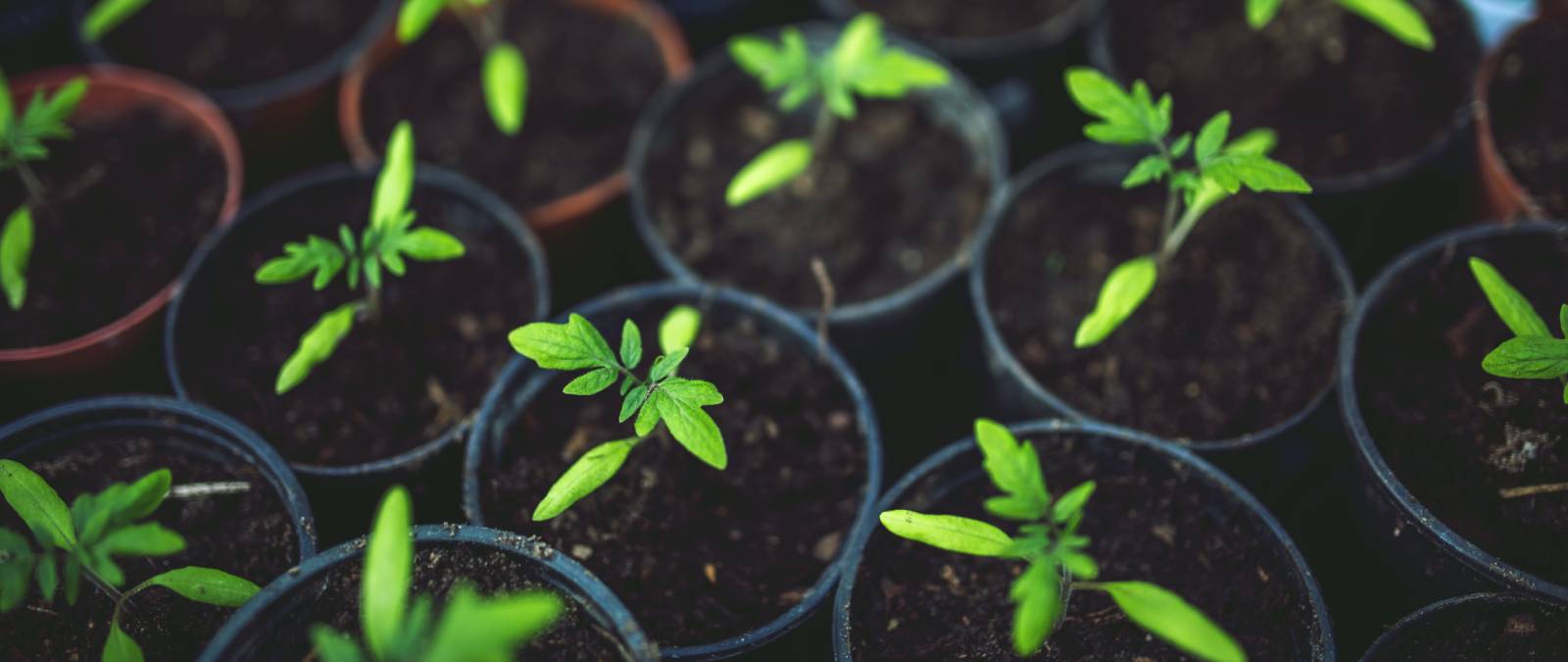 Expo Dubai: al via la sfida digitale studentesca